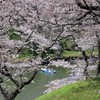 桜 8 千鳥ヶ淵