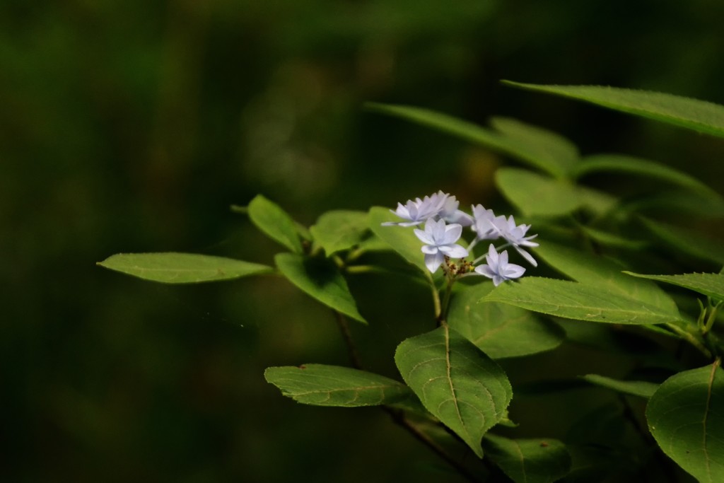 紫陽花 七段花 ２