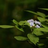 紫陽花 七段花 ２