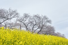 綾瀬川河畔の染井吉野　３