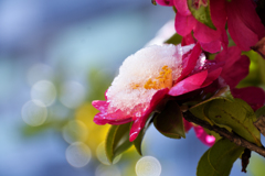 山茶花と雪