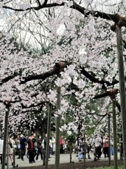 六義園のしだれ桜　２