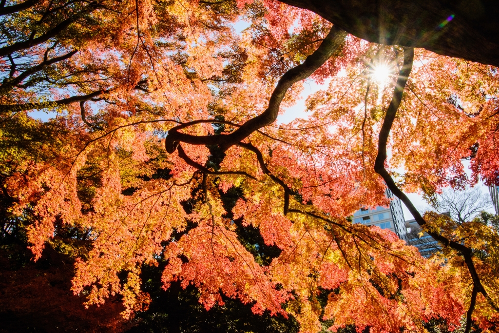 小石川後楽園の紅葉　４