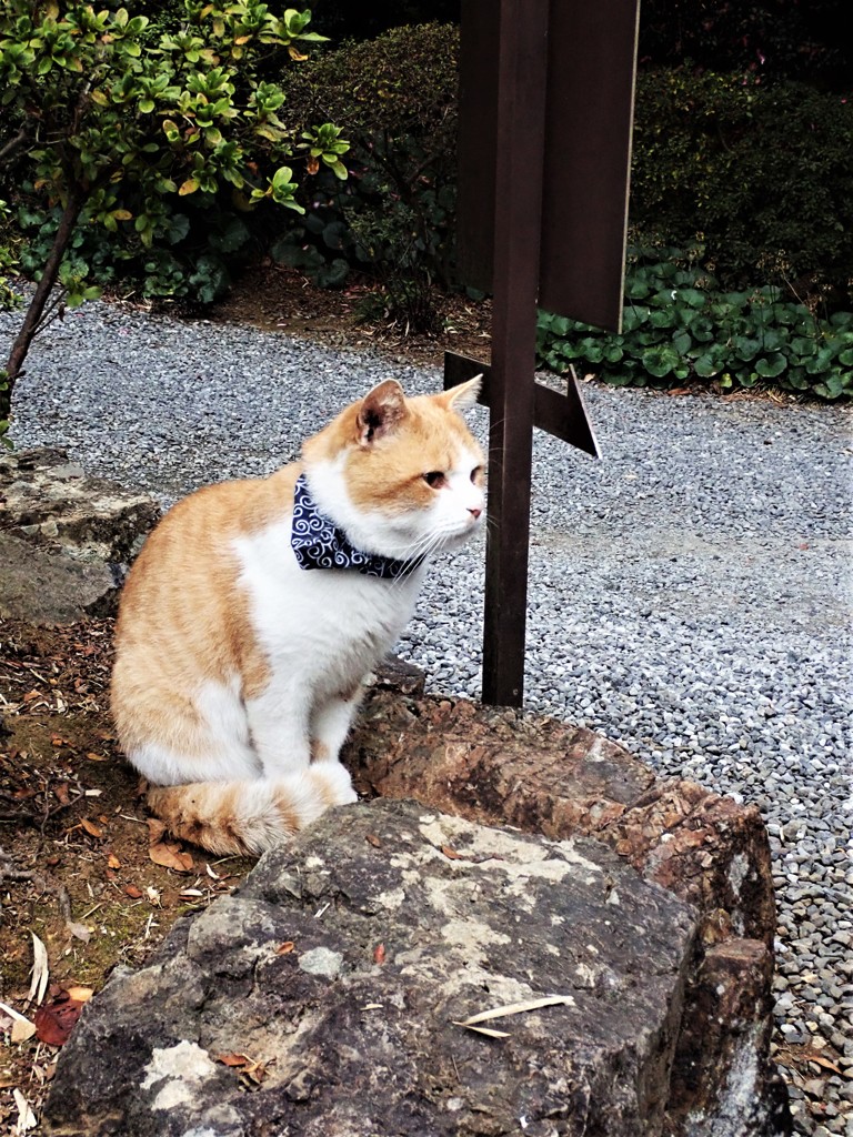 神社猫