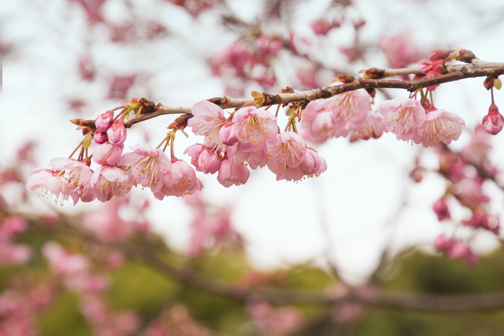 椿寒桜
