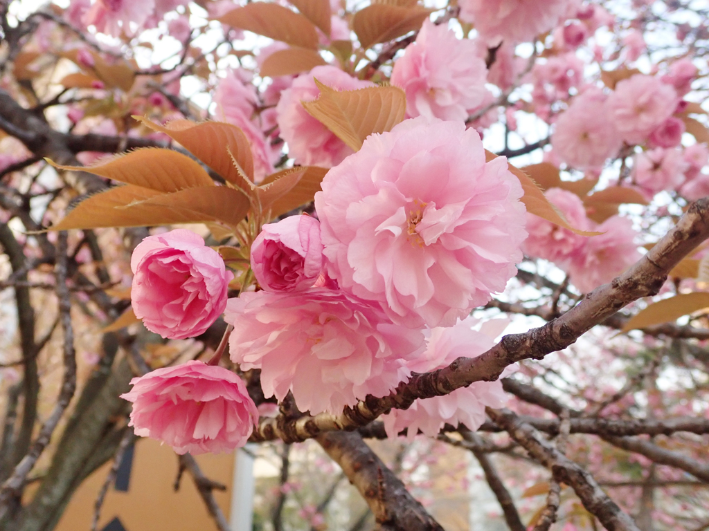 八重桜　６