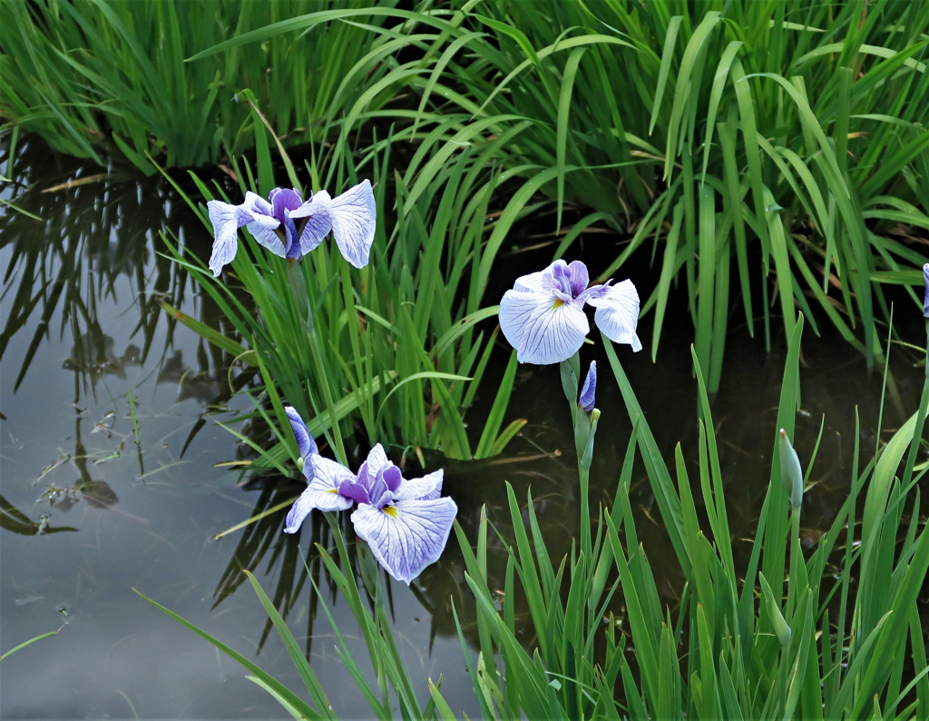 水元公園の花菖蒲　18