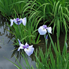 水元公園の花菖蒲　18