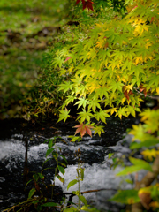 グラデーションな紅葉