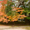 東漸寺（とうぜんじ）の紅葉　３