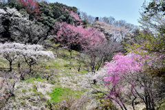 山一面の桜の木