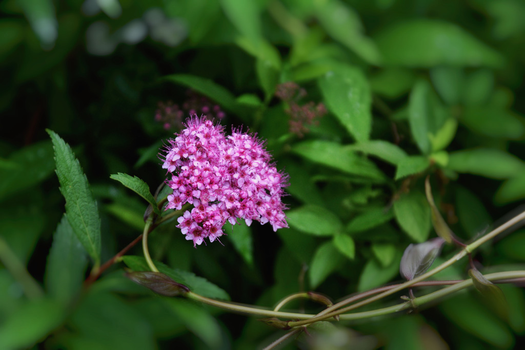 シモツケ　赤花