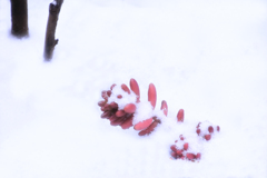 雪に埋もれる