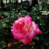 大輪の薔薇