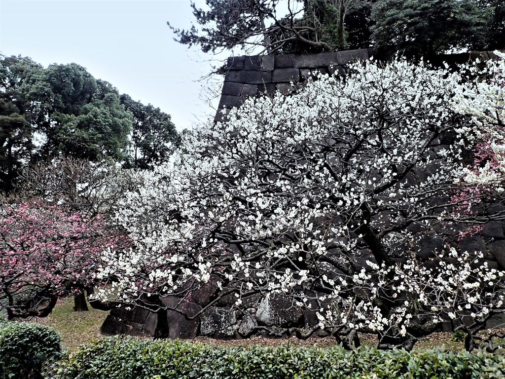 皇居東御苑　白梅３
