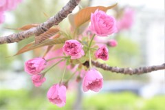 八重桜　蕾
