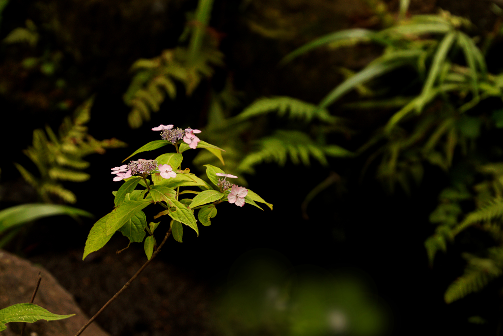 山紫陽花　１