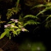山紫陽花　１