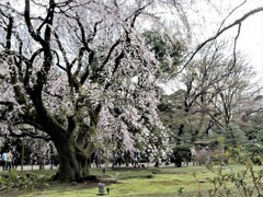 六義園のしだれ桜　３