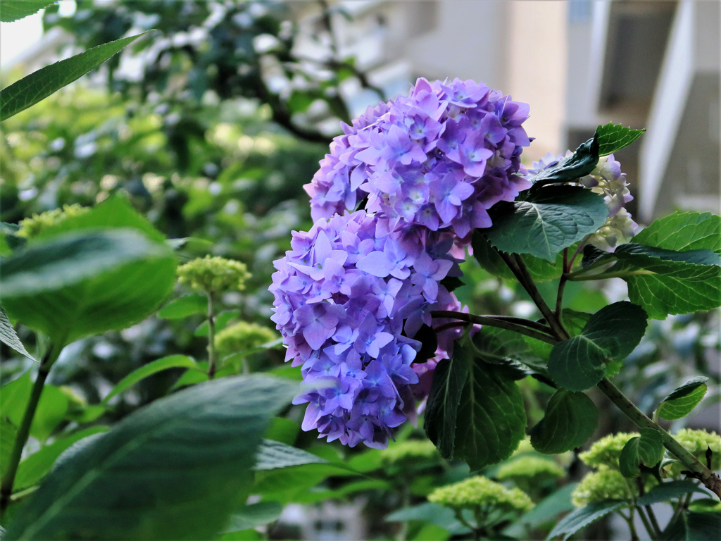 ５月の紫陽花２