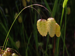 小判草　青みを残して