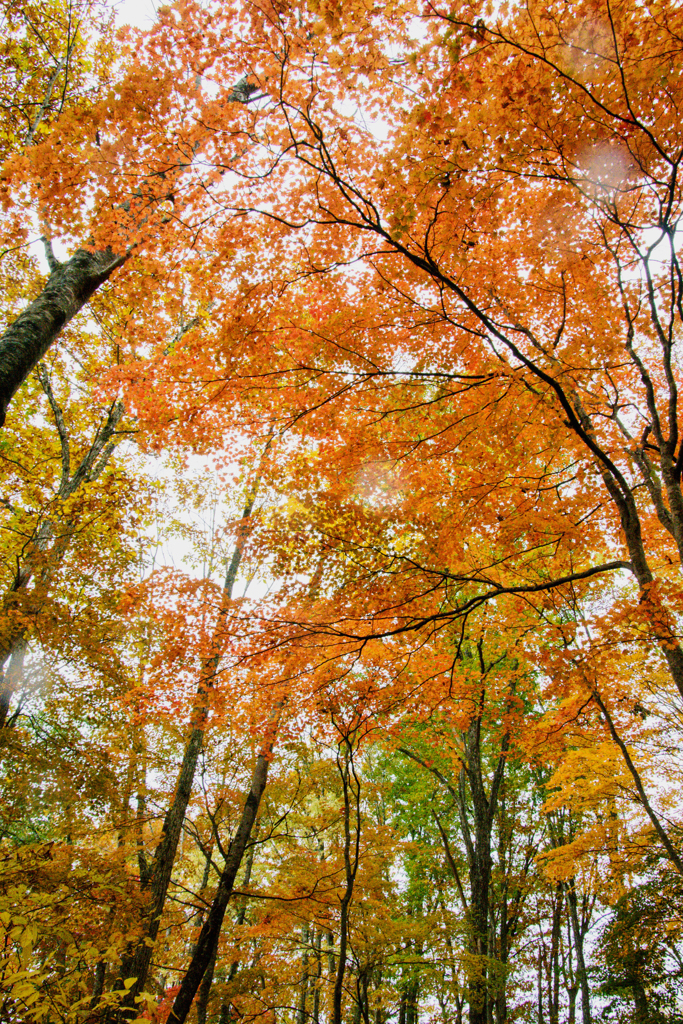 見上げれば紅葉の空