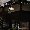 本土寺の桜　３
