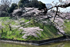 桜 6 千鳥ヶ淵