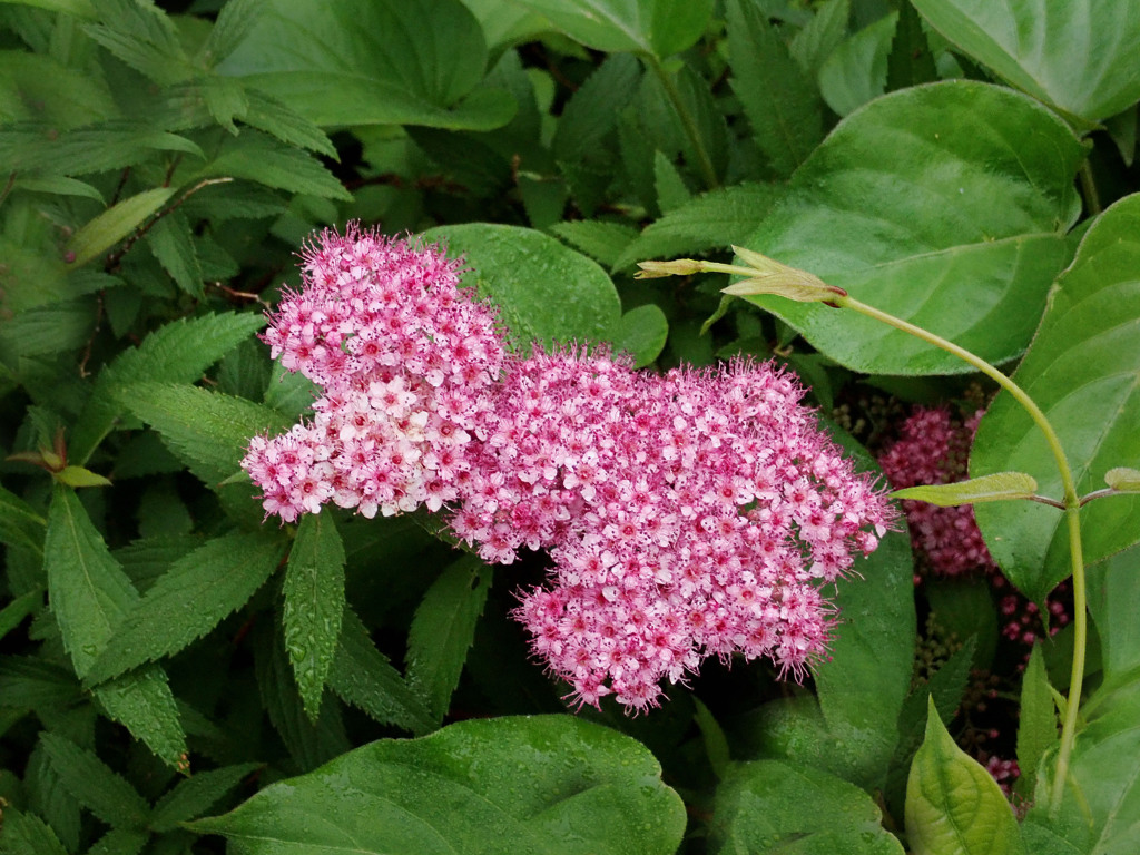 シモツケ　赤花4