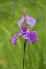 薄紫の花しょうぶ