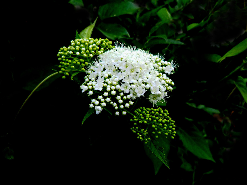 シモツケ　白花