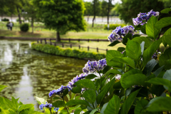 シックな色合いの紫陽花