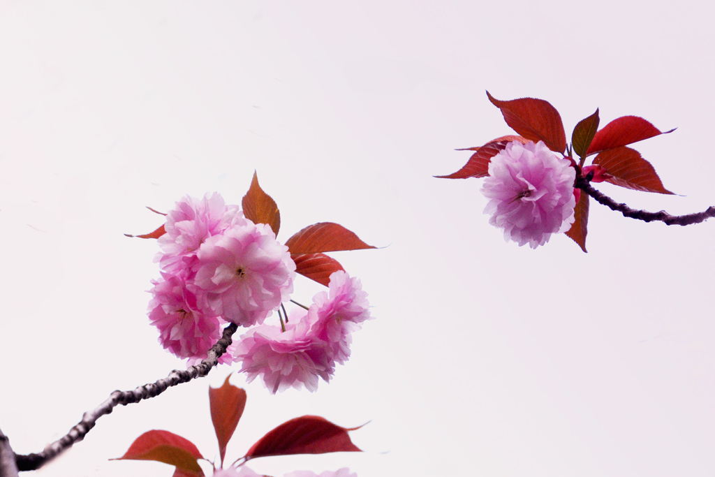 八重桜　穏やかなお天気ね