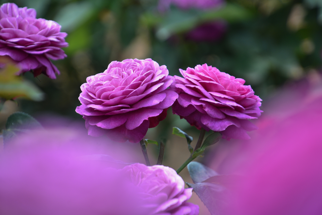 薔薇　ハイディクルムローズ