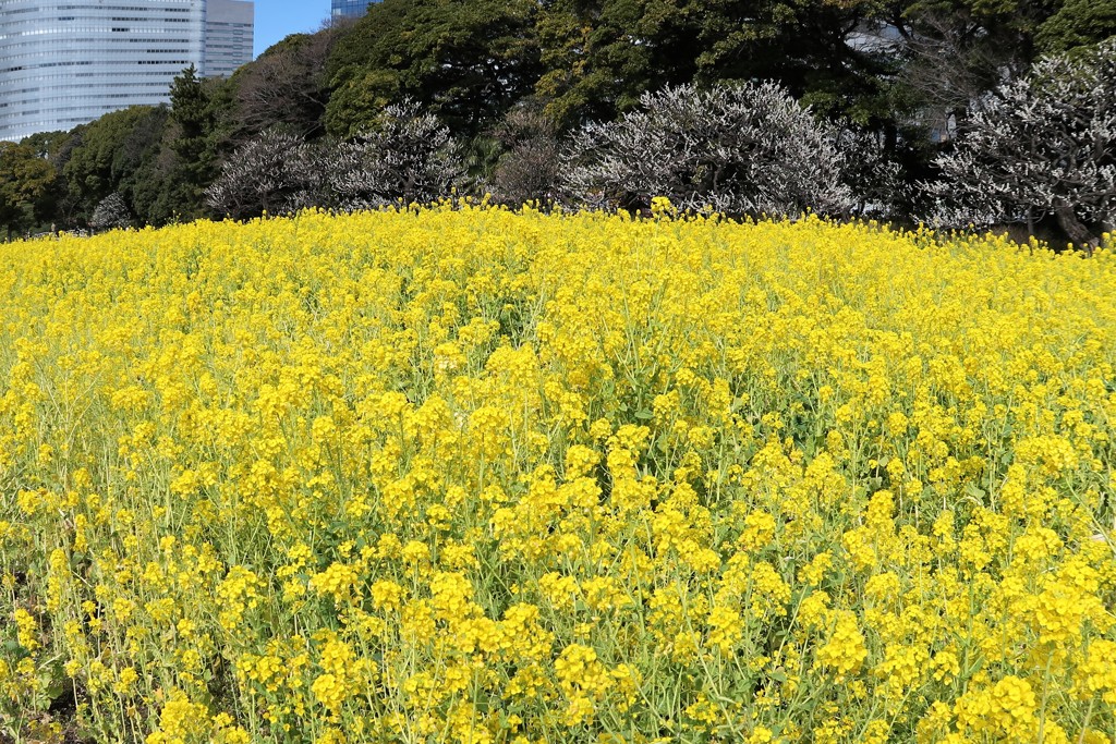 浜離宮恩賜庭園　菜の花
