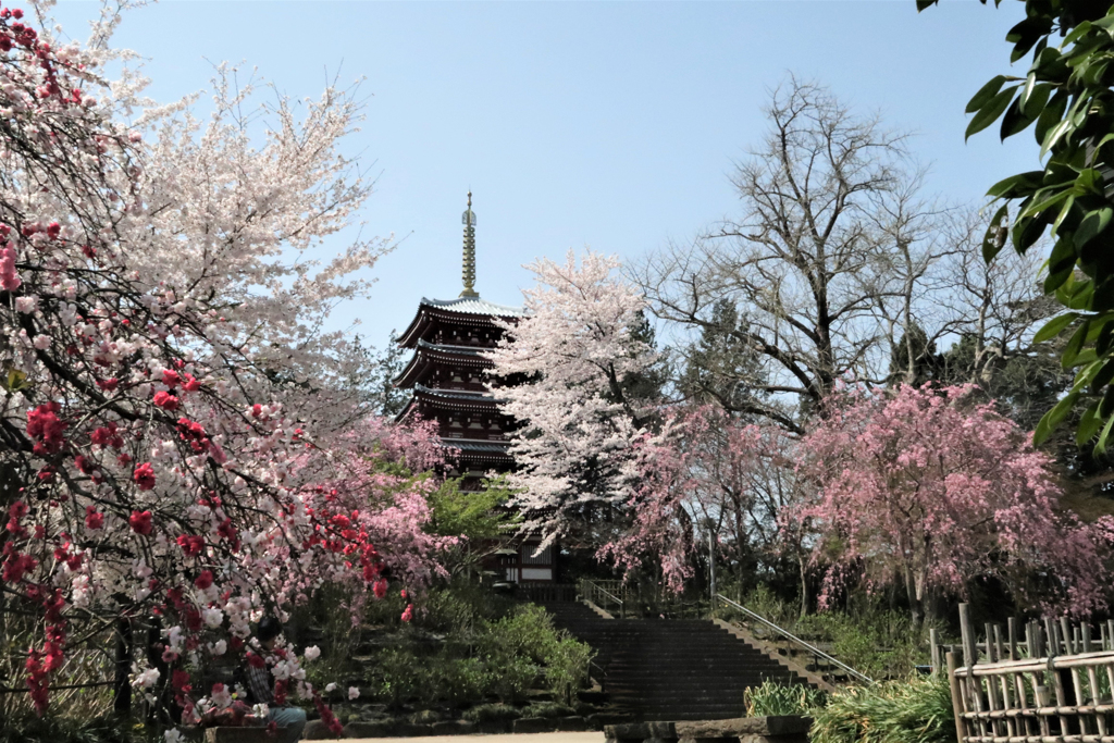 本土寺の桜　２