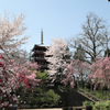 本土寺の桜　２