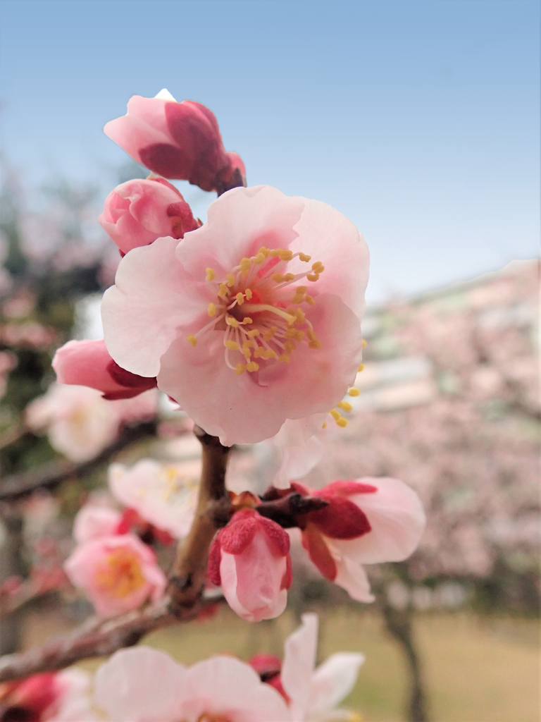 優雅に咲く