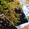 東漸寺（とうぜんじ）の紅葉　１