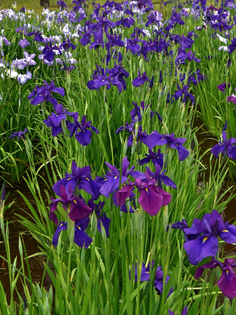 水元公園の花菖蒲　5