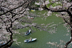 桜 9 千鳥ヶ淵