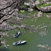 桜 9 千鳥ヶ淵