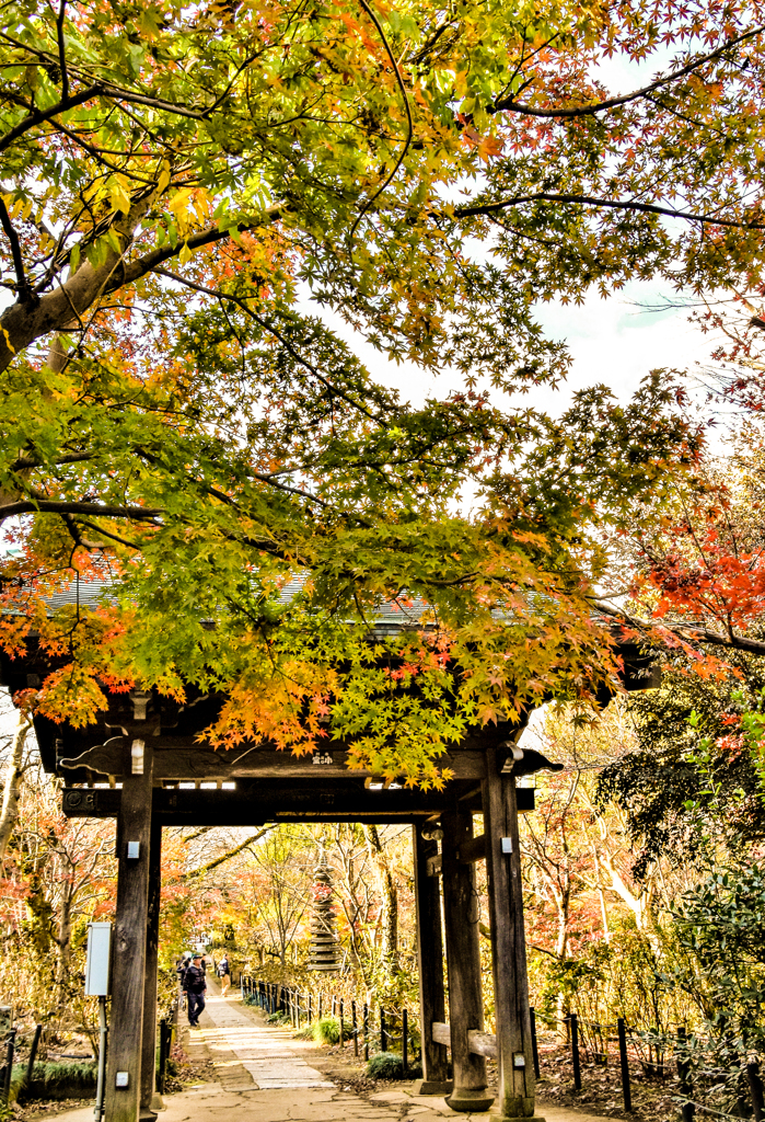 本土寺の紅葉2