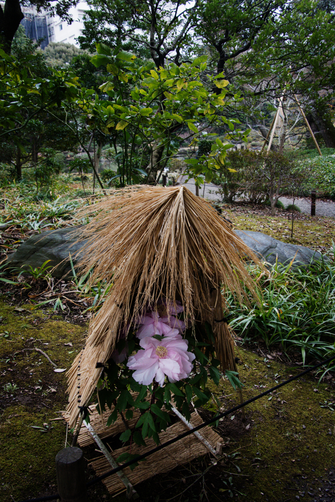 旧古川庭園　寒牡丹