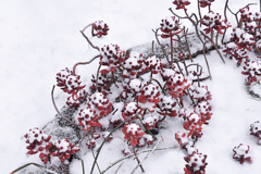 雪をかぶって