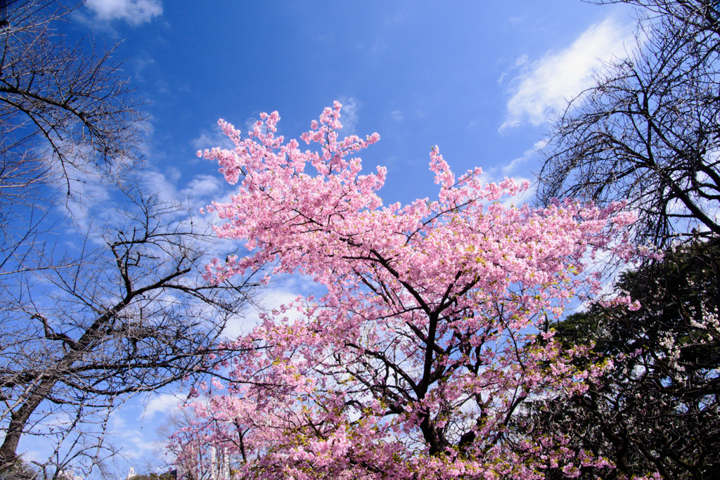 青空と寒桜