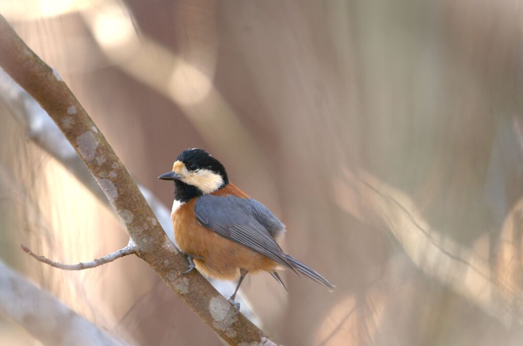 人馴れしてるヤマガラさん