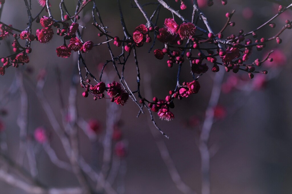 紅梅