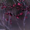 紅梅