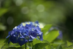 冷淡
